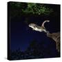 Southern Flying Squirrel-null-Stretched Canvas