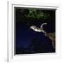 Southern Flying Squirrel-null-Framed Photographic Print