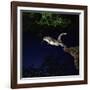 Southern Flying Squirrel-null-Framed Photographic Print