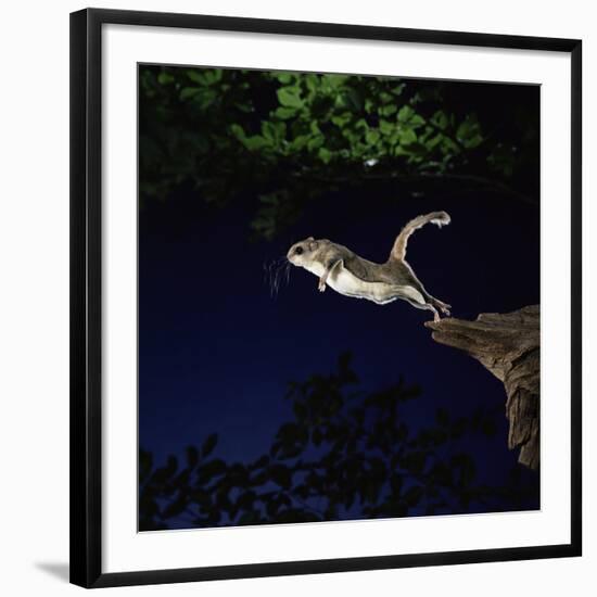 Southern Flying Squirrel-null-Framed Photographic Print