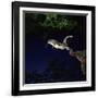 Southern Flying Squirrel-null-Framed Photographic Print