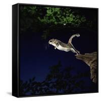 Southern Flying Squirrel-null-Framed Stretched Canvas