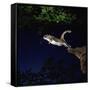 Southern Flying Squirrel-null-Framed Stretched Canvas