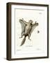 Southern Flying Squirrel-null-Framed Giclee Print