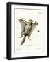 Southern Flying Squirrel-null-Framed Giclee Print