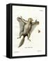 Southern Flying Squirrel-null-Framed Stretched Canvas