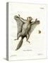 Southern Flying Squirrel-null-Stretched Canvas