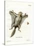 Southern Flying Squirrel-null-Stretched Canvas