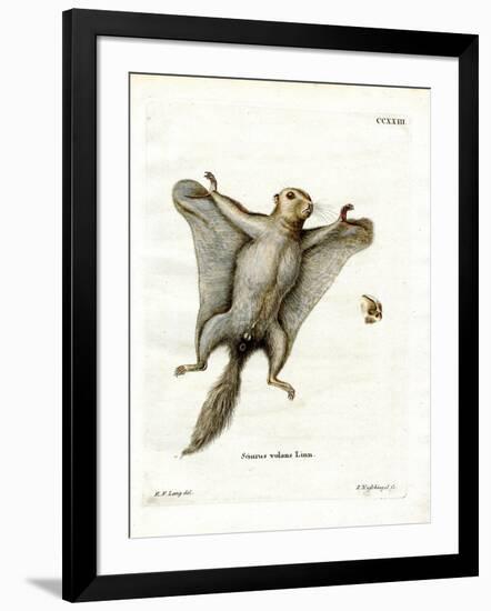 Southern Flying Squirrel-null-Framed Giclee Print