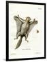 Southern Flying Squirrel-null-Framed Premium Giclee Print