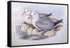 Southern Fulmar (Fulmarus Glacialoides)-John Gould-Framed Stretched Canvas