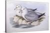 Southern Fulmar (Fulmarus Glacialoides)-John Gould-Stretched Canvas