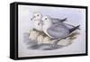 Southern Fulmar (Fulmarus Glacialoides)-John Gould-Framed Stretched Canvas