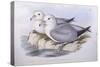 Southern Fulmar (Fulmarus Glacialoides)-John Gould-Stretched Canvas
