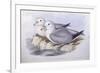 Southern Fulmar (Fulmarus Glacialoides)-John Gould-Framed Giclee Print