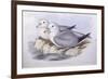 Southern Fulmar (Fulmarus Glacialoides)-John Gould-Framed Giclee Print