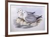 Southern Fulmar (Fulmarus Glacialoides)-John Gould-Framed Giclee Print