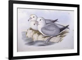 Southern Fulmar (Fulmarus Glacialoides)-John Gould-Framed Giclee Print