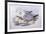 Southern Fulmar (Fulmarus Glacialoides)-John Gould-Framed Giclee Print