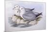 Southern Fulmar (Fulmarus Glacialoides)-John Gould-Mounted Giclee Print