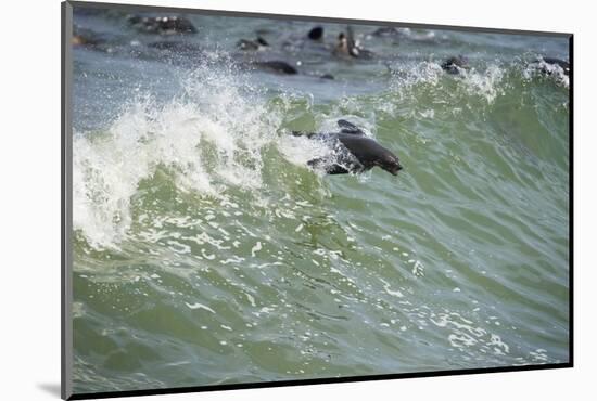 Southern Fur Seals-null-Mounted Photographic Print