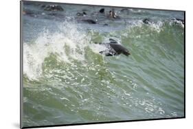 Southern Fur Seals-null-Mounted Photographic Print