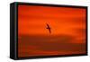 Southern Giant Petrel in Flight at Sunset-null-Framed Stretched Canvas