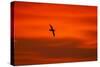 Southern Giant Petrel in Flight at Sunset-null-Stretched Canvas
