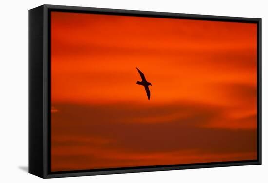 Southern Giant Petrel in Flight at Sunset-null-Framed Stretched Canvas