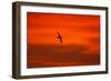 Southern Giant Petrel in Flight at Sunset-null-Framed Photographic Print