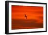 Southern Giant Petrel in Flight at Sunset-null-Framed Photographic Print