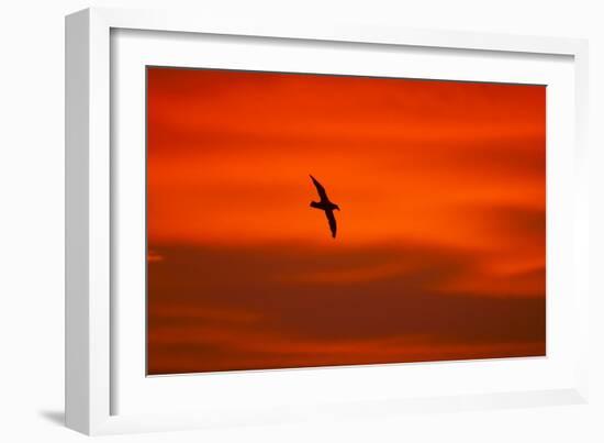 Southern Giant Petrel in Flight at Sunset-null-Framed Photographic Print