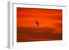 Southern Giant Petrel in Flight at Sunset-null-Framed Photographic Print