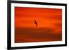 Southern Giant Petrel in Flight at Sunset-null-Framed Photographic Print