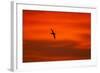 Southern Giant Petrel in Flight at Sunset-null-Framed Photographic Print