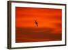 Southern Giant Petrel in Flight at Sunset-null-Framed Photographic Print