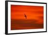 Southern Giant Petrel in Flight at Sunset-null-Framed Photographic Print