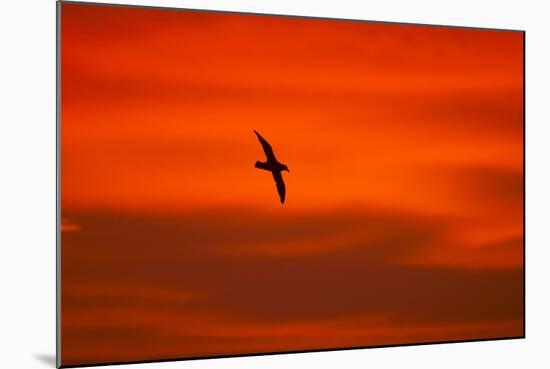 Southern Giant Petrel in Flight at Sunset-null-Mounted Photographic Print