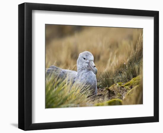 Southern Giant Petrel (Macronectes giganteus) on nest in Godthul on South Georgia Island-Martin Zwick-Framed Photographic Print