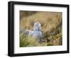 Southern Giant Petrel (Macronectes giganteus) on nest in Godthul on South Georgia Island-Martin Zwick-Framed Photographic Print