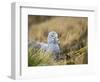 Southern Giant Petrel (Macronectes giganteus) on nest in Godthul on South Georgia Island-Martin Zwick-Framed Photographic Print