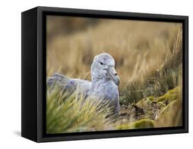 Southern Giant Petrel (Macronectes giganteus) on nest in Godthul on South Georgia Island-Martin Zwick-Framed Stretched Canvas