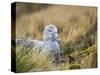 Southern Giant Petrel (Macronectes giganteus) on nest in Godthul on South Georgia Island-Martin Zwick-Stretched Canvas