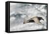 Southern Giant Petrel-Joe McDonald-Framed Stretched Canvas