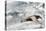 Southern Giant Petrel-Joe McDonald-Stretched Canvas