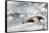 Southern Giant Petrel-Joe McDonald-Framed Stretched Canvas