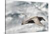 Southern Giant Petrel-Joe McDonald-Stretched Canvas