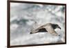 Southern Giant Petrel-Joe McDonald-Framed Photographic Print