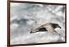 Southern Giant Petrel-Joe McDonald-Framed Photographic Print