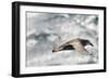 Southern Giant Petrel-Joe McDonald-Framed Photographic Print